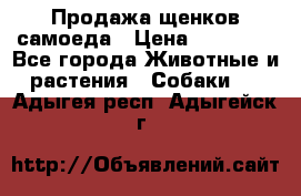 Продажа щенков самоеда › Цена ­ 40 000 - Все города Животные и растения » Собаки   . Адыгея респ.,Адыгейск г.